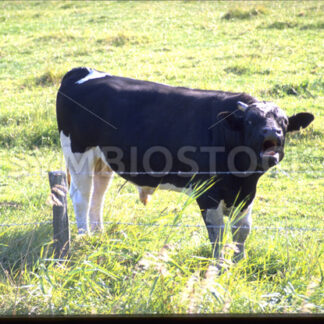 Brüllende Kuh auf der Weide in Dithmarschen - Fotos-Schmiede