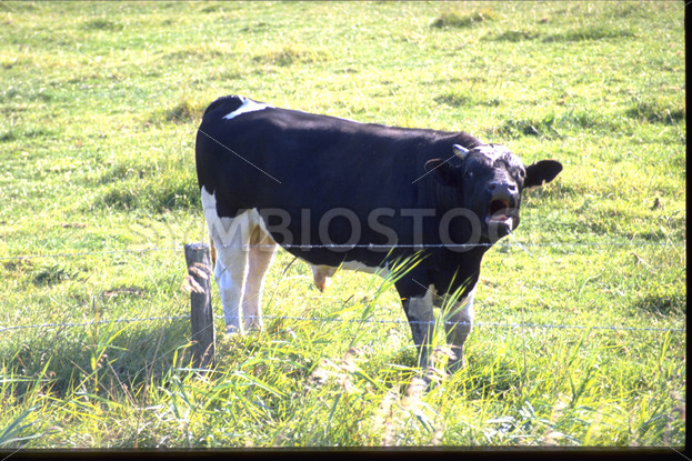 Brüllende Kuh auf der Weide in Dithmarschen - Fotos-Schmiede