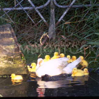 Ente mit Nachwuchs auf einem See in Dithmarschen - Fotos-Schmiede