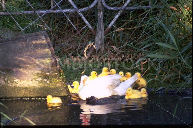 Ente mit Nachwuchs auf einem See in Dithmarschen - Fotos-Schmiede