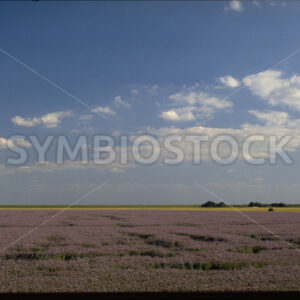 Feld in Blüte in Dithmarschen - Fotos-Schmiede