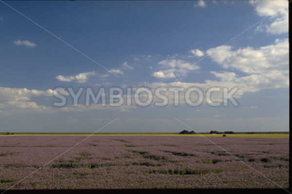 Feld in Blüte in Dithmarschen - Fotos-Schmiede