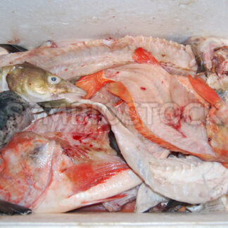 Fischabfälle für die Zubereitung von Fischfond - Fotos-Schmiede