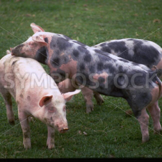 Gefleckte und einfarbige Schweine auf der Weide in Dithmarschen - Fotos-Schmiede