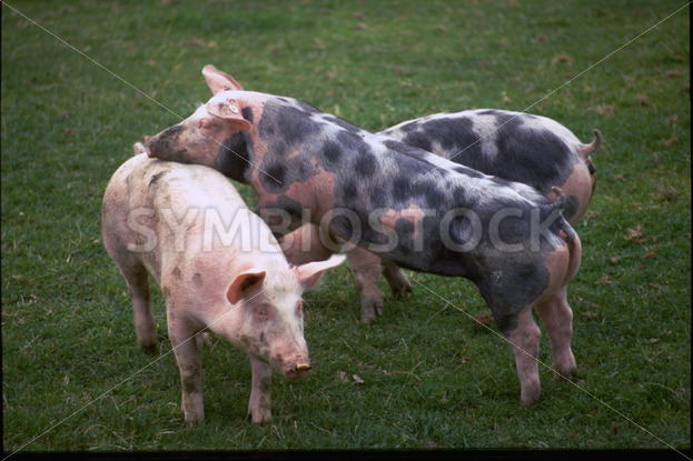 Gefleckte und einfarbige Schweine auf der Weide in Dithmarschen - Fotos-Schmiede
