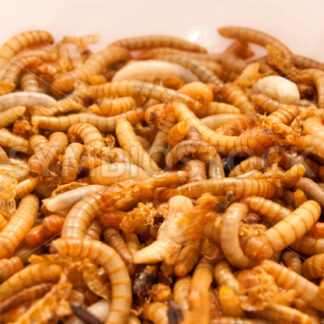 Mehlwürmer für Zubereitung - Fotos-Schmiede