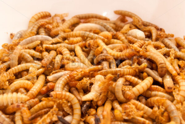 Mehlwürmer für Zubereitung - Fotos-Schmiede