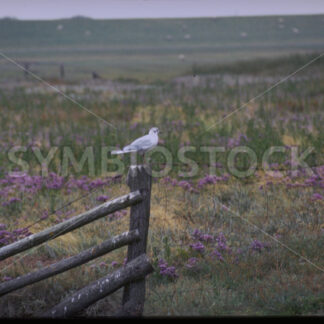 Möwe bei der Rast an der Nordseeküste in Dithmarschen - Fotos-Schmiede