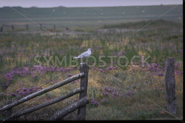 Möwe bei der Rast an der Nordseeküste in Dithmarschen - Fotos-Schmiede