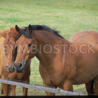 Pferde auf der Weide in Dithmarschen - Fotos-Schmiede