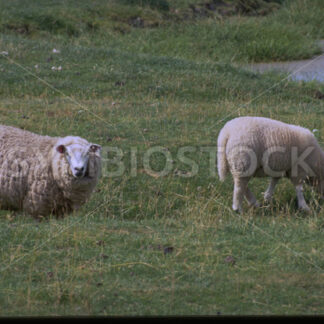 Schafe auf der Weide in Dithmarschen - Fotos-Schmiede