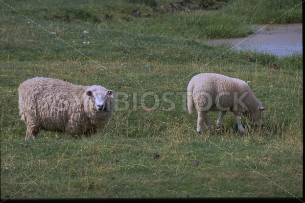 Schafe auf der Weide in Dithmarschen - Fotos-Schmiede