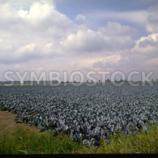 Typisches Kohlfeld in Dithmarschen - Fotos-Schmiede