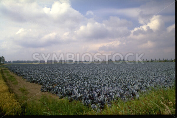 Typisches Kohlfeld in Dithmarschen - Fotos-Schmiede