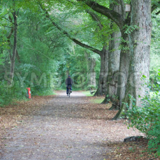 Allee Nähe Kielmannseggstraße - Fotos-Schmiede