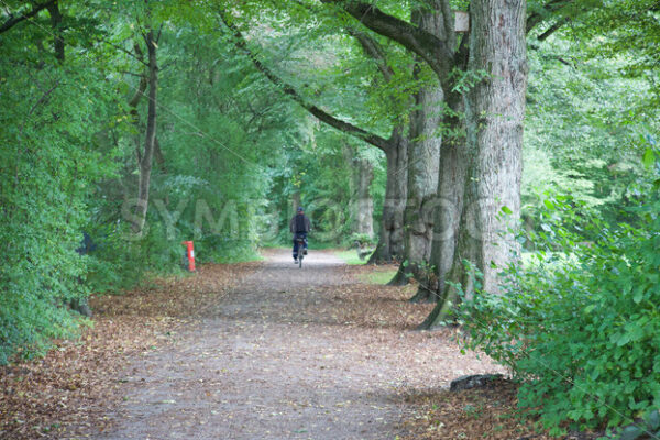 Allee Nähe Kielmannseggstraße - Fotos-Schmiede