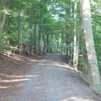 Steigung im Wald - Fotos-Schmiede