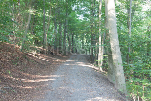 Steigung im Wald - Fotos-Schmiede