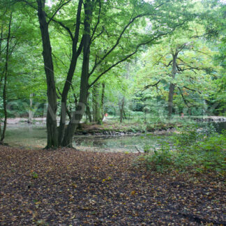 Teich - Fotos-Schmiede