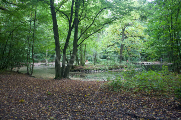 Teich - Fotos-Schmiede