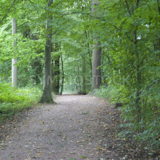 Waldweg - Fotos-Schmiede