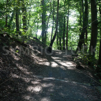 Weg im Wald - Fotos-Schmiede