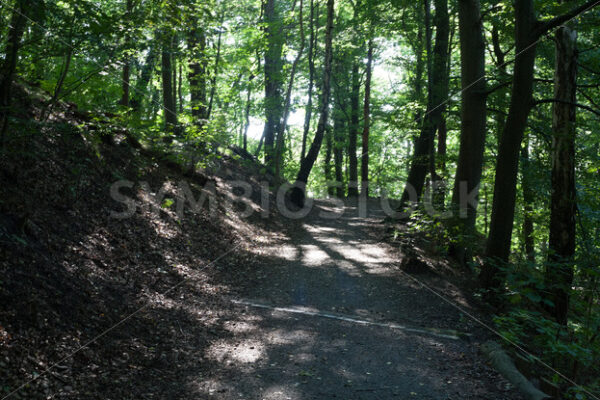 Weg im Wald - Fotos-Schmiede