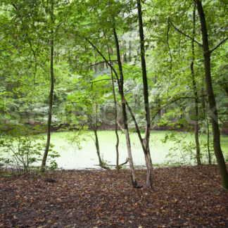 Algenvermehrung im kleinen Teich - Fotos-Schmiede