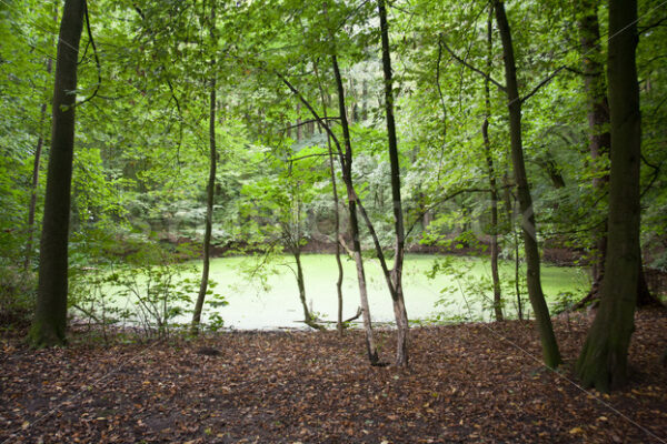 Algenvermehrung im kleinen Teich - Fotos-Schmiede