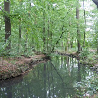 Bachverlauf - Fotos-Schmiede