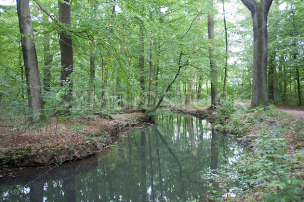 Bachverlauf - Fotos-Schmiede