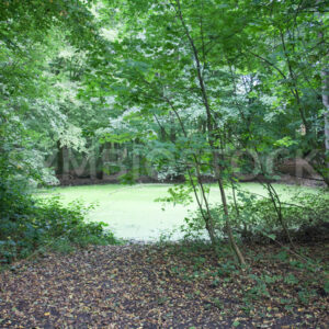 Biologisch umgekippter Teich - Fotos-Schmiede