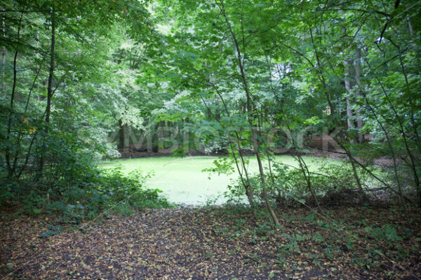 Biologisch umgekippter Teich - Fotos-Schmiede