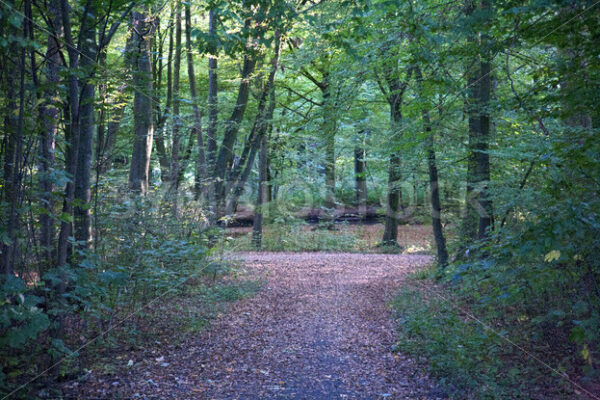 Blick auf den Teich - Fotos-Schmiede