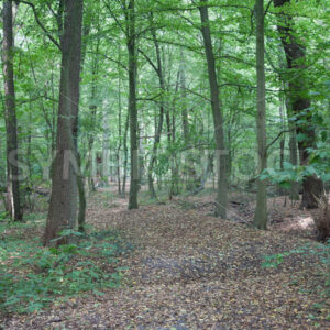 Etwas unbefestigter Weg durch den Wald - Fotos-Schmiede