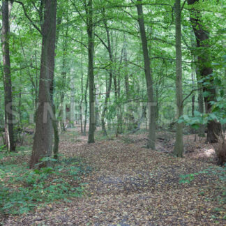 Etwas unbefestigter Weg durch den Wald - Fotos-Schmiede