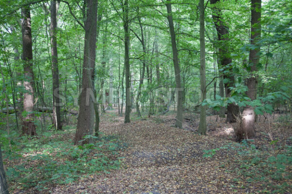 Etwas unbefestigter Weg durch den Wald - Fotos-Schmiede