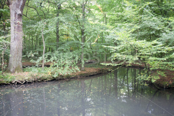 Leicht verschmutzter Teich - Fotos-Schmiede