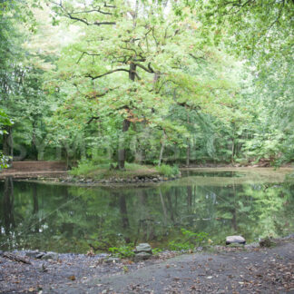 Teich - Fotos-Schmiede