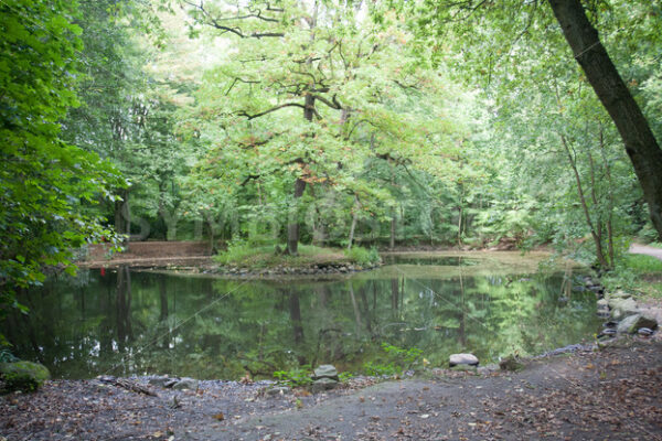 Teich - Fotos-Schmiede