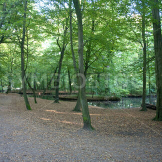 Teich mit Bachverlauf - Fotos-Schmiede