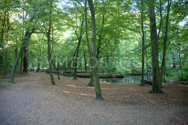 Teich mit Bachverlauf - Fotos-Schmiede