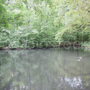 Teich mit Enten - Fotos-Schmiede