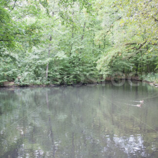 Teich mit Enten - Fotos-Schmiede