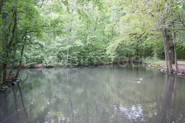 Teich mit Enten - Fotos-Schmiede