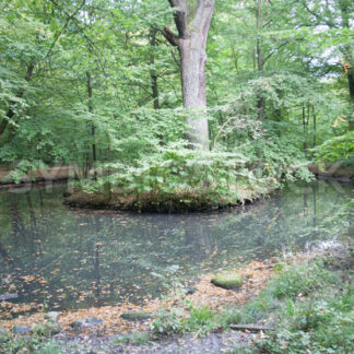 Teich mit kleiner Insel - Fotos-Schmiede