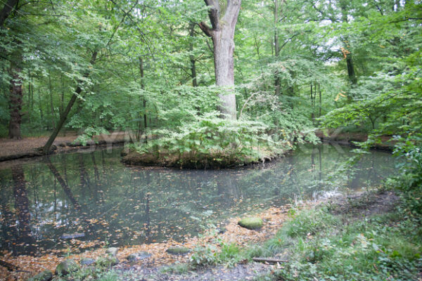 Teich mit kleiner Insel - Fotos-Schmiede