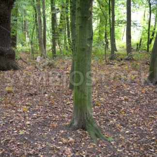 Waldboden unterwegs - Fotos-Schmiede