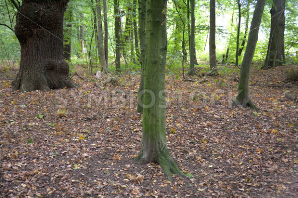 Waldboden unterwegs - Fotos-Schmiede