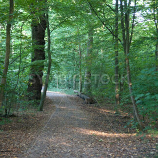 Waldweg - Fotos-Schmiede